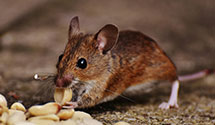 24 Hour & Emergency Exterminators in Pleasant Grv, AR